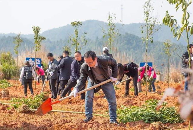 农村有块空地别浪费种上这5种树苗过些年后很值钱！(图8)