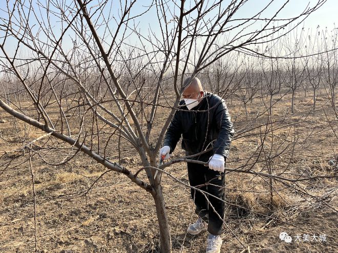 大城县沈房子村：种植景观树 绿化又致富(图1)