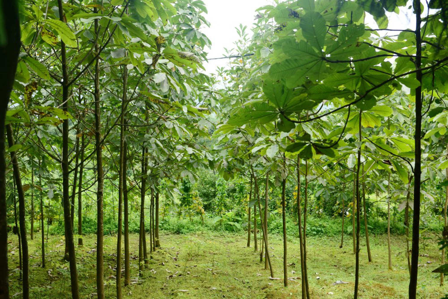 植树过程(图3)