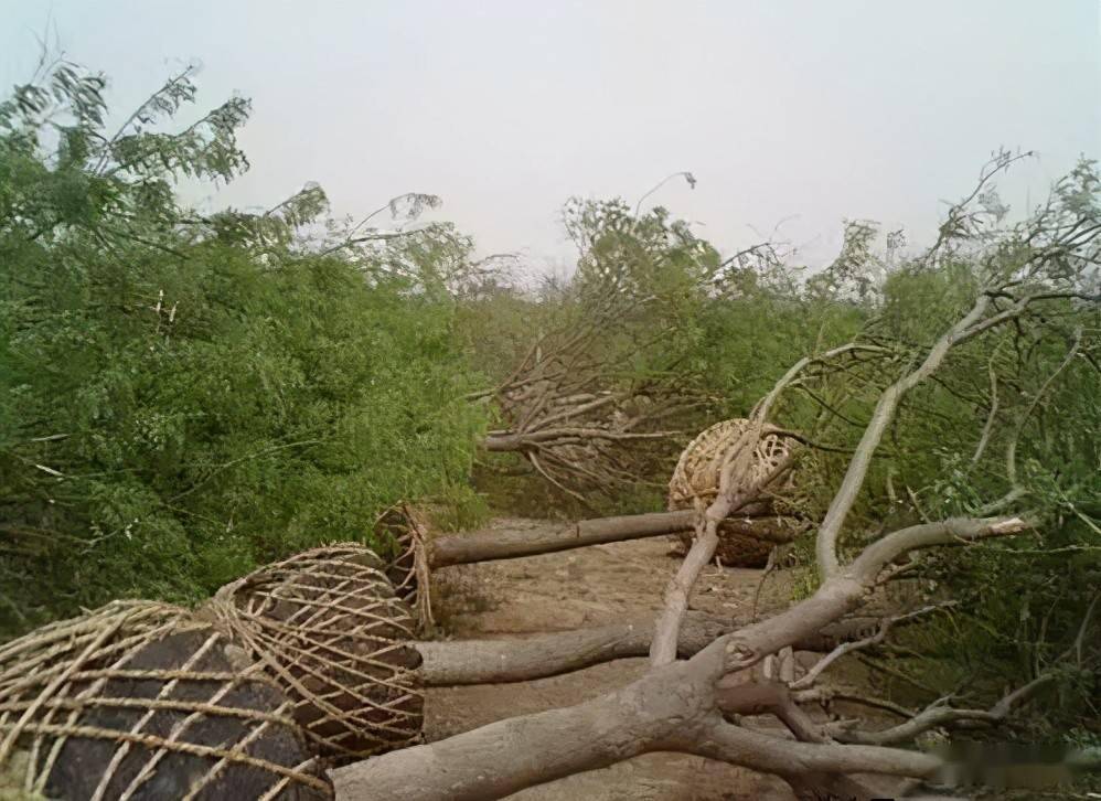 树木种植的三道工序(图3)