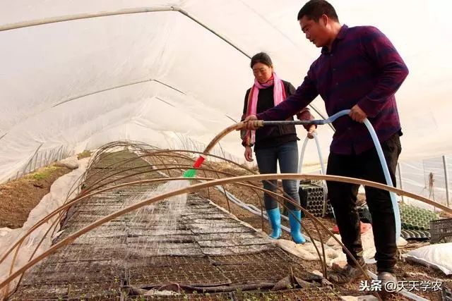 金年会app官网西兰花行情再次走上“神坛”不要盲目跟风种植做好这两点(图3)