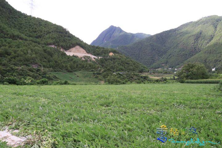 西瓜种出乡村振兴“好钱景”(图4)