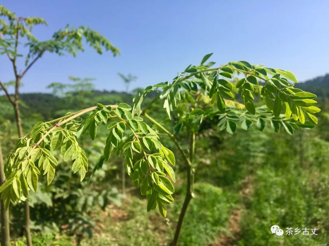 种下一片致富林 ——古丈县细塔村发展辣木产业脱贫奔小康(图2)