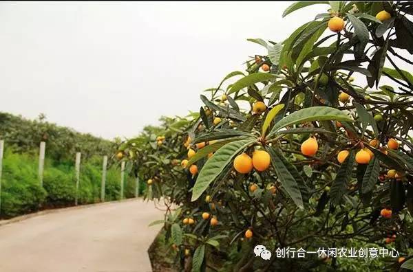 金年会app果树种植园开发乡村旅游小技巧(图2)