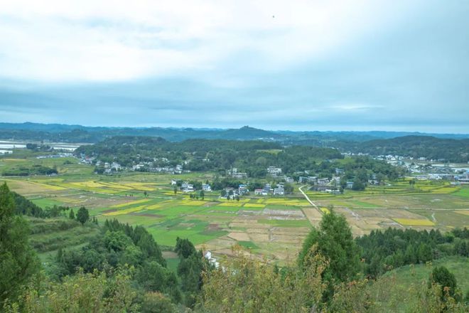 蓬安英子辣木基地祝正林不屈创业之路！(图16)