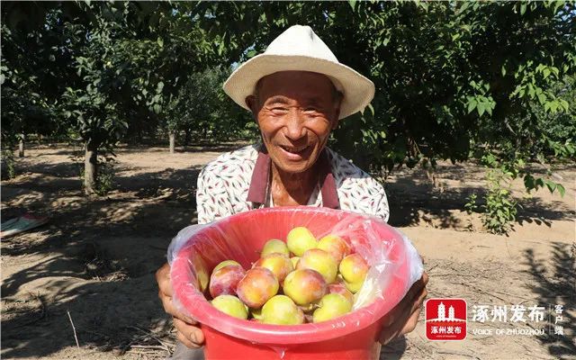 【走向我们的小康生活】涿州60多亩果园迎丰收种养结合促进乡村旅游更兴旺(图4)