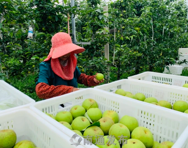 一只梨带动一方产业！江苏海安五千亩梨园结出“致富果”(图2)