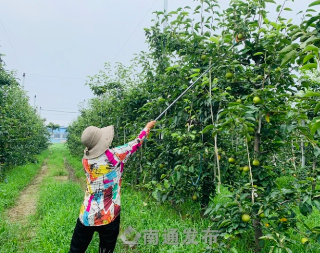 一只梨带动一方产业！江苏海安五千亩梨园结出“致富果”(图1)