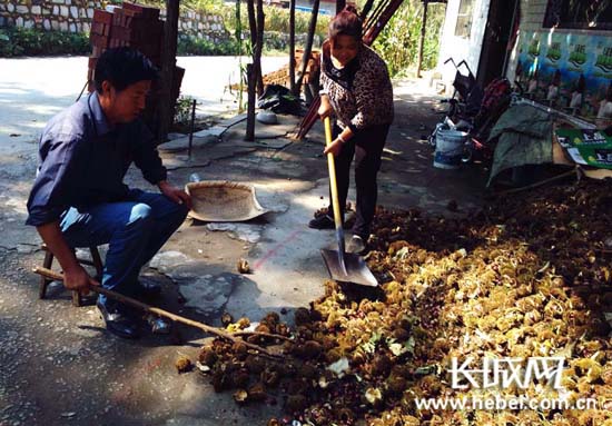 【精准发力 脱贫攻坚】向荒山要效益 阜平南台村板栗种植助农脱贫致富(图4)