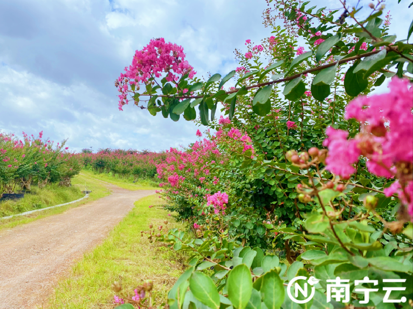 金年会app官网在盛夏邂逅浪漫！南宁市兴宁区十里花卉长廊紫薇花海绽放(图1)