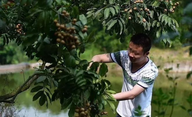 果园龙眼被偷摘主人无奈挂一物看清后大家从此绕路走(图1)