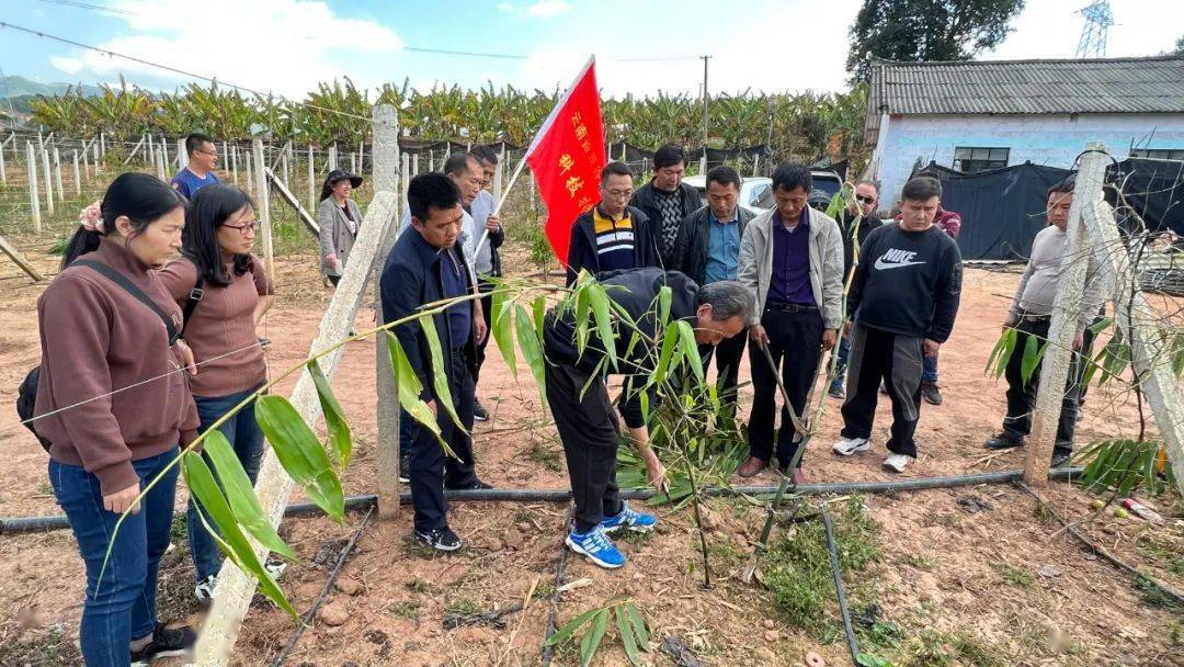 【乡村振兴】科技特派团：“播种”景谷笋用竹产业新科技(图1)