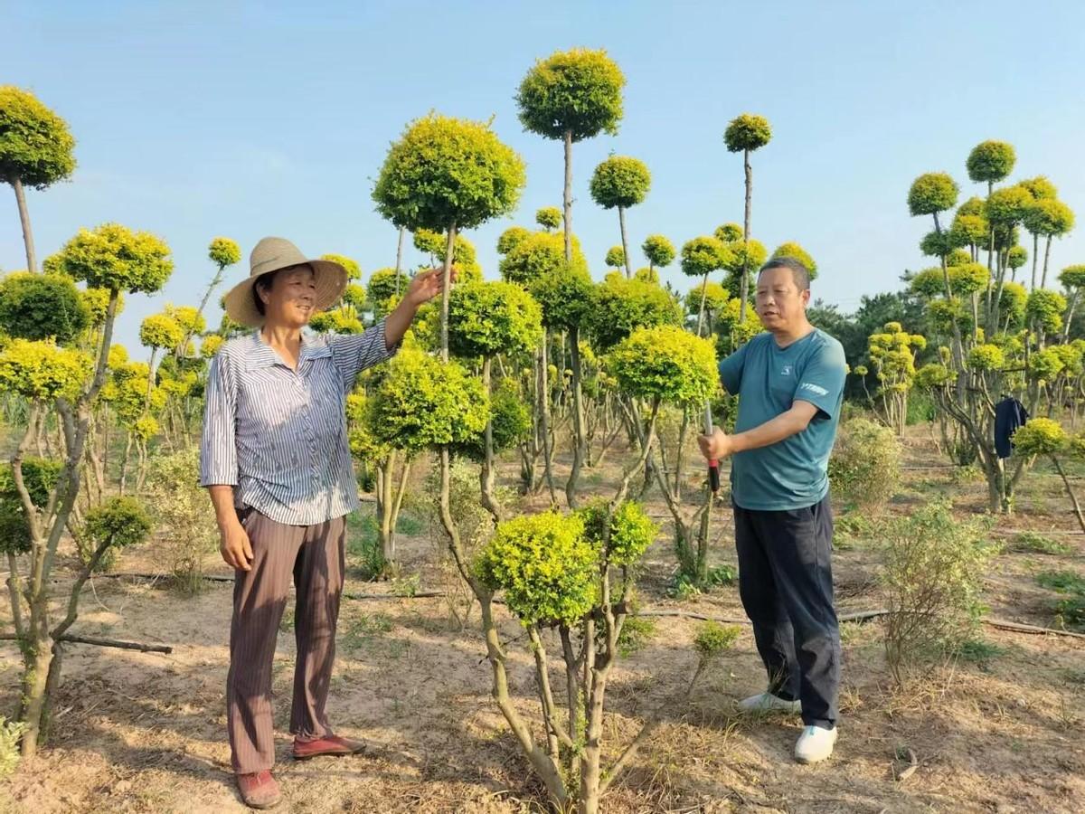 贺世彬：为苗木产业插上“科技翅膀”(图5)