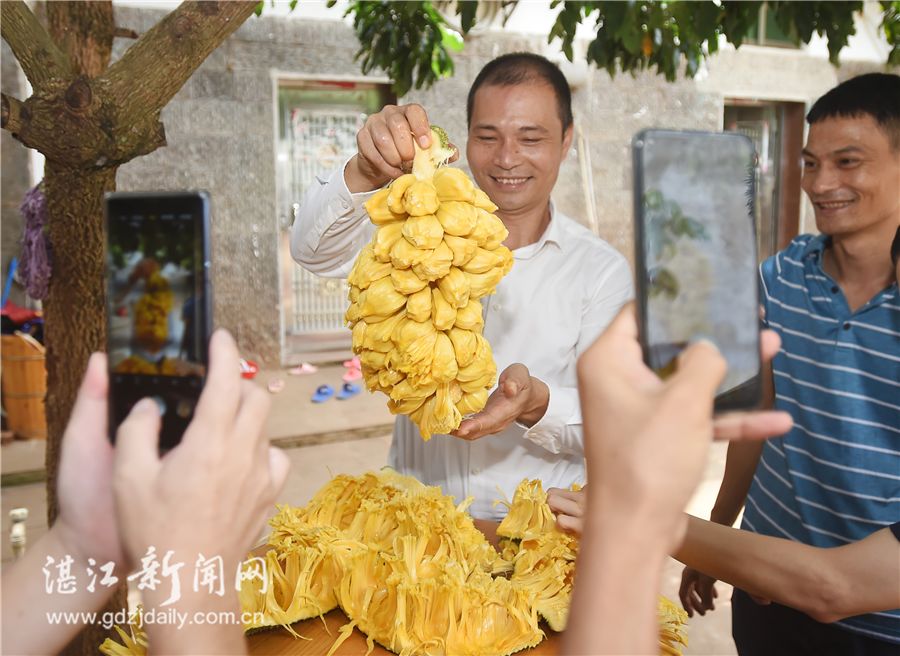 雷州人竟然有这样的操作：试种榴莲味菠萝蜜树并获得成功将改写……(图1)