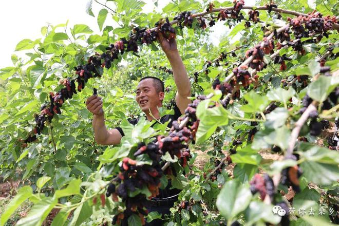 浅尝初夏好滋味快来采摘一捧甜蜜吧(图3)