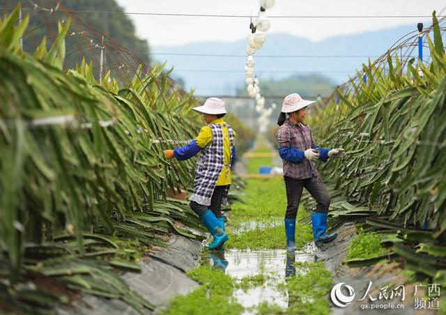 广西这个火龙果基地成“网红”千亩果园亮起42万盏“花灯”(图2)