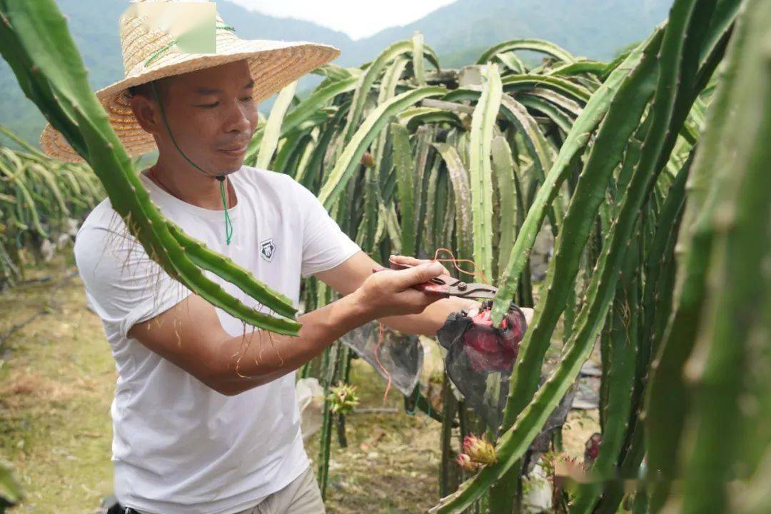 金年会app种植火龙果 生活更红火(图4)