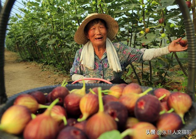 金年会app70岁农村大妈承包30亩大棚种无花果收获时节竟有意想不到的喜悦(图1)