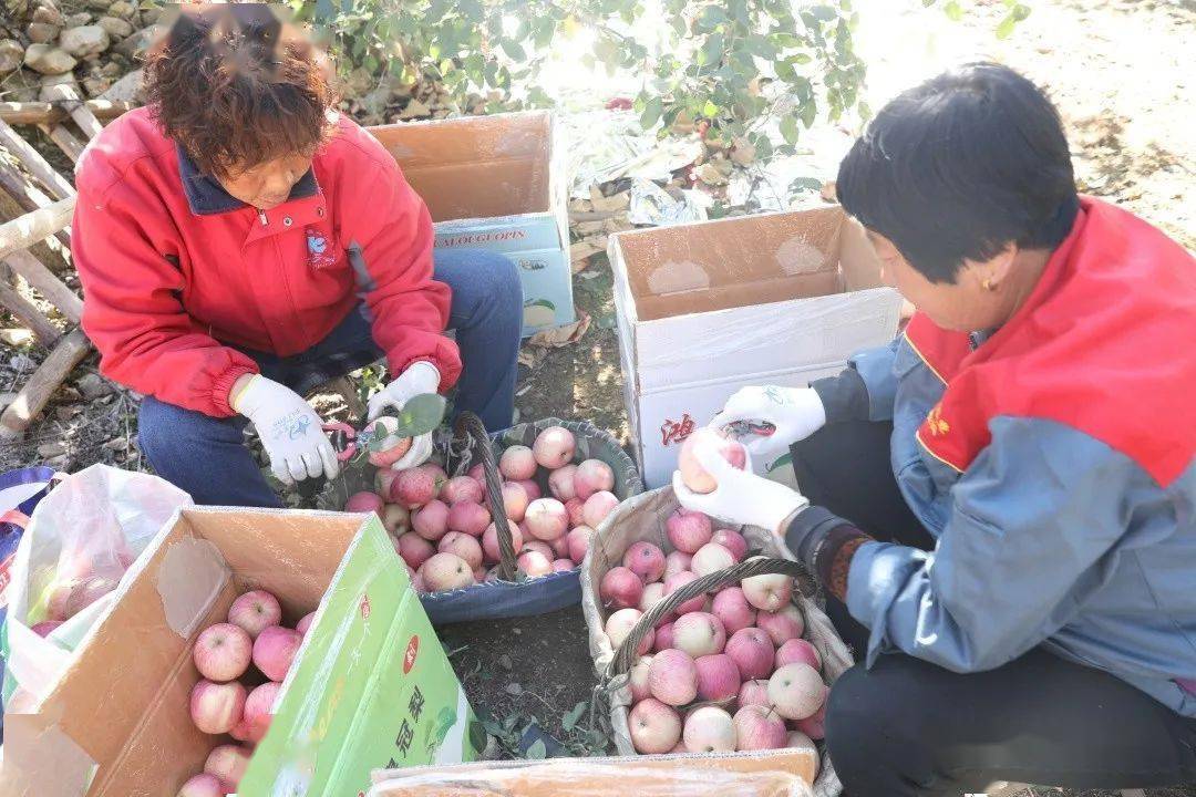 【迎丰收 奔小康】苹果满园好时节 邀你来采摘(图2)