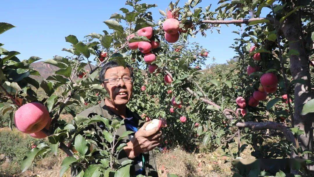 【迎丰收 奔小康】苹果满园好时节 邀你来采摘(图6)