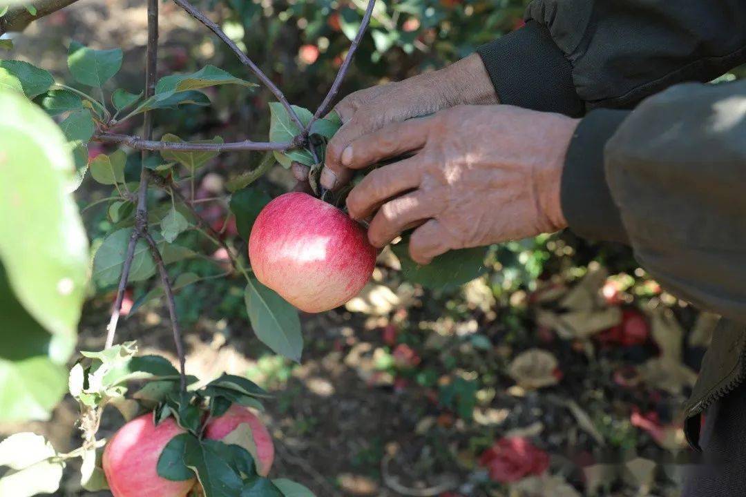 【迎丰收 奔小康】苹果满园好时节 邀你来采摘(图7)