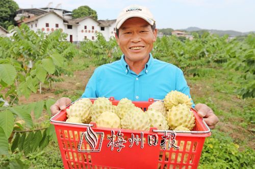 @嗜甜者 台湾释迦果在梅州引种成功来这里可以体验采摘乐趣！(图1)