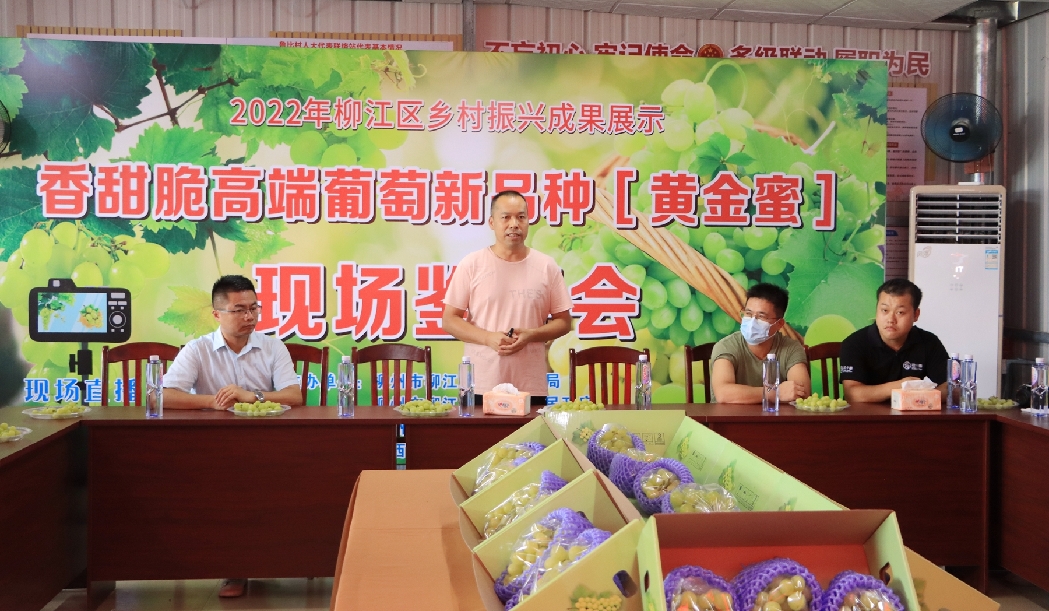 金年会app葡萄新品种“黄金蜜”在柳江上市(图1)