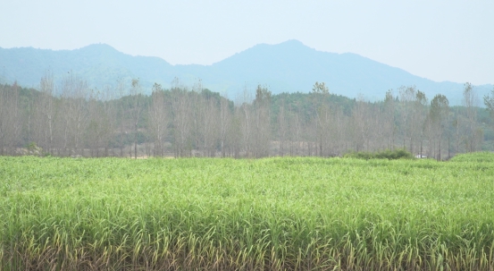 创富路上 温暖同行 农广天地摄制组赴江西乐平调研茅蔗种植红糖加工(图3)